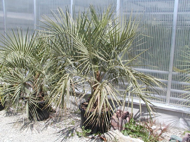 Butia capitata 200cm (30cm Stamm)